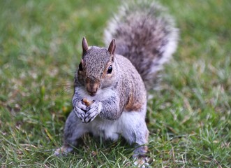 squirrel eating a walnut on grass 