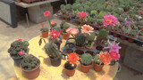Fototapeta Morze - Beautiful cactus farm with many species of cactus Thailand.