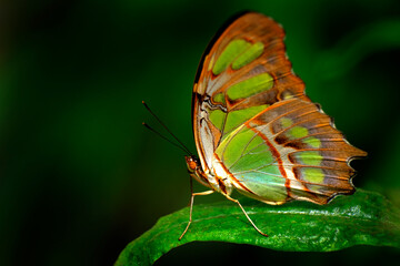 Single Butterfly on Flower or Plant Feeding on Nectar