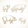 Pig, Hog and Piggies Hand Drawn Vector Illustrations Set. Abstract Domestic Animals Sketch Bundle. Doodle Style Drawings Collection.