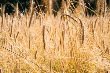 Grain swaying in the wind on a sunny day