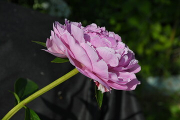 Wall Mural - beautiful pink peony blooms in the garden.