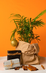 Wall Mural - houseplant dressed up for christmas and new year in paper wrapping next to holiday gifts and cinnamon on orange background