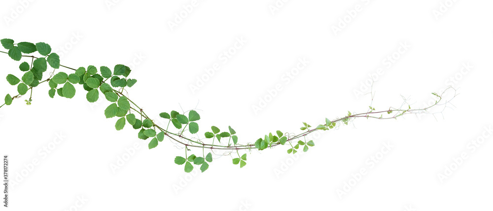 Bush grape or three-leaved wild vine cayratia (Cayratia trifolia) liana ivy plant bush, nature frame jungle border isolated on white background, clipping path included. - obrazy, fototapety, plakaty 