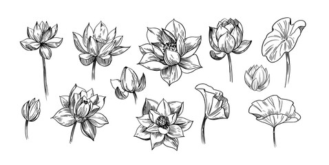 Wall Mural - lotus flower. set of hand drawn vector illustration.