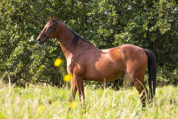 A bay thoroughbred horse wearing a bridle standing in a field by the trees on a warm summer day, close up portrait