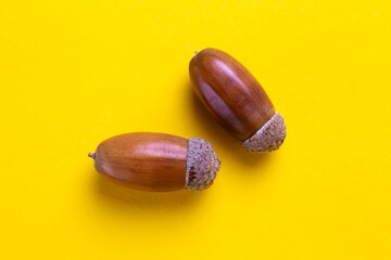 two oak acorns on a yellow background