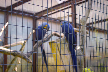 Parrot Macaw (Also Known As Ara) In A Spacious Cage At The Zoo. Photo In Selective Focus.