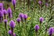 Yellow cabbage butterfly and purple fluffy flowers liatris spikata. Scientific name is Liatris spicata.