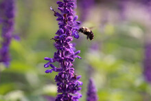 Close-up Of Carpenter Bee Pollinating Purple Flowers At The Arboretum - In Flight 