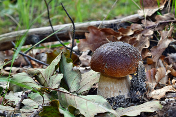 Boletus edulis edible mushroom