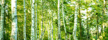 Fresh Green Birch Trees (Betulaceae ) In Bright Sunlight. Forest Summer Sprig Nature Landscape At Sunset Background Banner Wide Panoramic Panorama