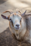 Fototapeta  - Portrait of a goat light color close-up. Pets, agriculture, animal husbandry.