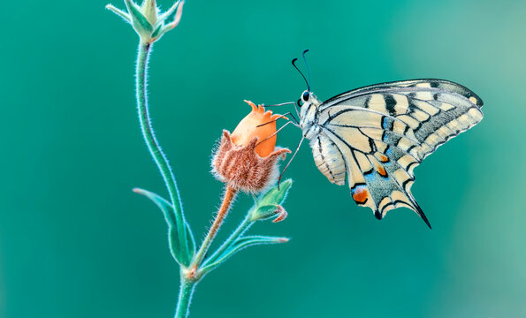Macro shots, Beautiful nature scene. Closeup beautiful butterfly sitting on the flower in a summer garden.


