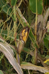 Wall Mural - Corn