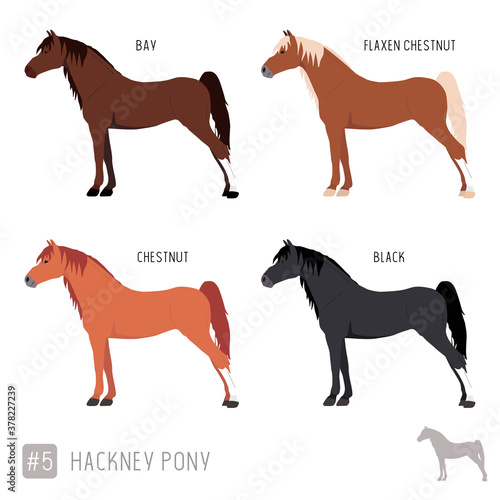 Horse Breeds Set Of Vector Hackney Ponies Stock Vector Adobe Stock