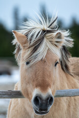 Wall Mural - Head of a young tan colored pony with a black and blond mane. The animal has long eyelashes, dark snout, pointy ears, and tan colored fur. The young horse has its head over a wood corral fence. 