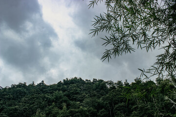 clouds over the forest