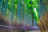 Fototapeta Dziecięca - Bamboo Forest in Kyoto in Japan With Silhouettes of People Passing By.