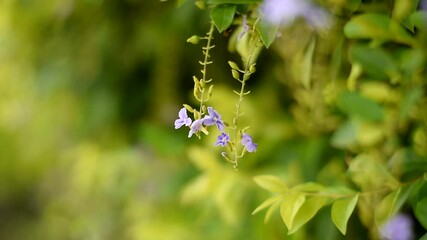 Wall Mural - Golden dewdrop flowers