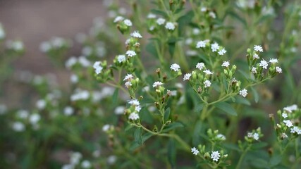 Wall Mural - Stevia flowers blooming in the herb garden