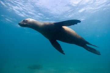 Southern Sea Lions, Patagonia