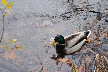 green grey brown mallard duck in the river with brown leaves in autumn
