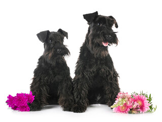 Wall Mural - miniature schnauzers in studio