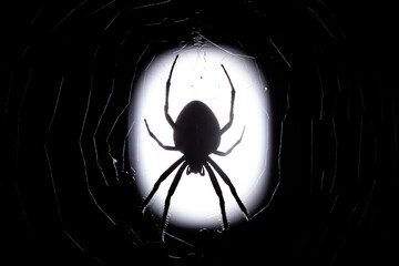 Scarry picture of garden spider in the nigth