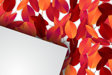 Wall Mural - Autumn leaves background. Fall banner template. Red and orange foliage. Thanksgiving season holiday concept. Realistic 3d vector illustration.