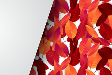 Wall Mural - Autumn leaves background. Fall banner template. Red and orange foliage. Thanksgiving season holiday concept. Realistic 3d vector illustration.