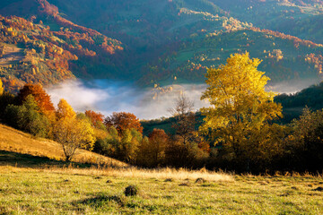 foggy morning in autumn mountains. countryside scenery in fall colors. colorful trees on the hillside. landscape beneath a sky with clouds at sunrise