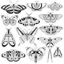 Monochrome Tropic Butterflies Silhouettes