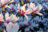 Fototapeta Kwiaty - blossom of the pink magnolia. beautiful nature background in evening light