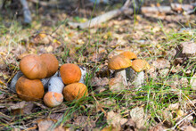 Beautiful Natural Landscape With Fresh Autumn Aspen Mushrooms Growing And Lying On The Ground Among Autumn Leaves And Grass