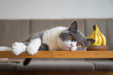British Shorthair Cat Resting On The Table