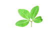 © saodaeng - Tamarind leaf was placed on a white background.