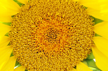 Bright, yellow flowers of sunflowers in their natural environment, field of sunflowers, close-up