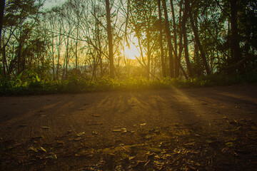 Wall Mural - the sun sets in the evening with the forest, not nature