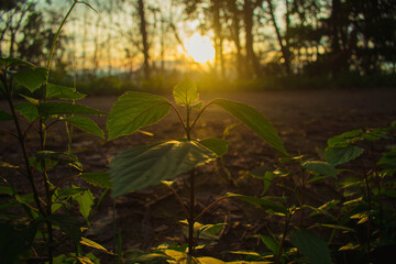 Wall Mural - the sun sets in the evening with the forest, not nature