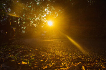 Wall Mural - the sun sets in the evening with the forest, not nature