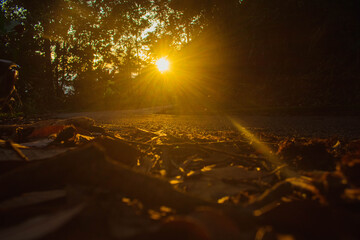 Wall Mural - the sun sets in the evening with the forest, not nature