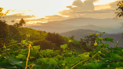 Wall Mural - the sun sets in the evening with a variety of vegetables grown and nature