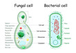 bacteria and fungal (yeast). comparison of cell structure.