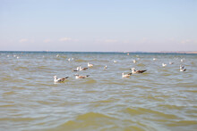 Seagulls And Cormorants Swim On The Waves