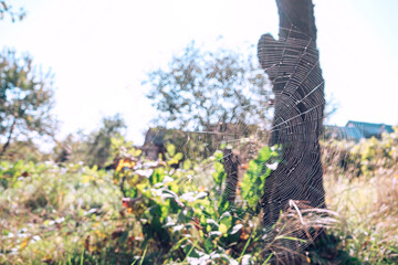 Poster - Cobweb or spider's web against a natural background.