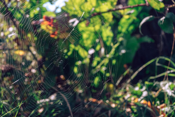 Poster - Cobweb or spider's web against a natural background.