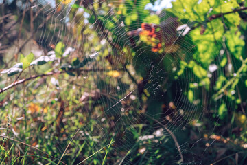Poster - Cobweb or spider's web against a natural background.