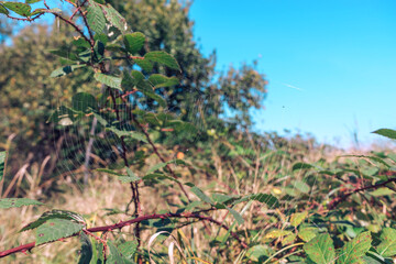 Poster - Cobweb or spider's web against a natural background.