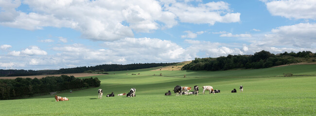 Wall Mural - german eifel landscape with cows in meadows and fields